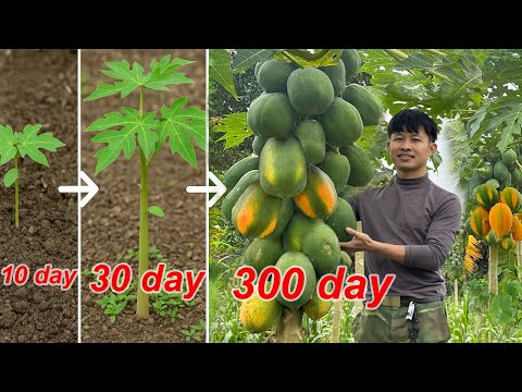 By Planting 10 Papaya At First,I Harvested Thousands Of Papaya fruit To Market Sell.3 Year In Forest