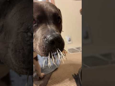 Throw back to when a porcupine got Milo, this was the day Lord turned it around for us! #subscribe