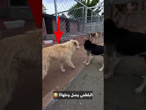 حد ليه #شوق في حااااجه 😂😂😂