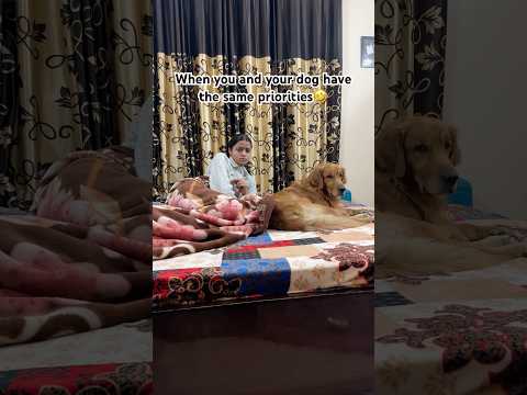 Dog Parents can relate🤣🤣 | Golden Retriever | Relatable | Funny #shorts #comedy #dodo #love
