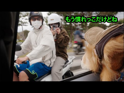 車の窓を開けたらまるでアイドル！？ 写真を撮られまくるゴールデンレトリバー！