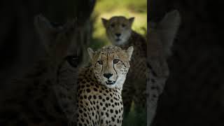 مين الأسرع