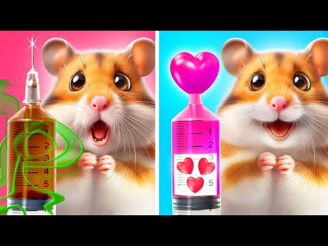 Pamper Your Hamster: Exclusive Tips for Pets Owners 💖