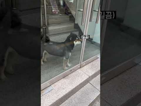 시바견이 시바견인 이유 #shorts