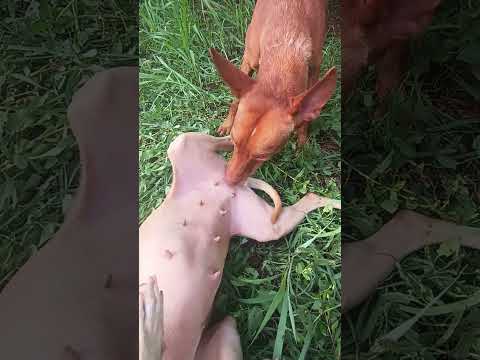 #viral #shorts #wildlife #world #gaming #dog #dogs #explorepage #reels #like #trend #trending #fyp