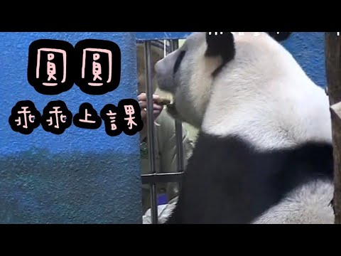 圓圓上課很積極，圓圓是個好學生|熊貓貓熊The Giant Panda Yuan Yuan and Yuan Bao|台北市立動物園