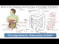 Large Intestine Functions and Structure