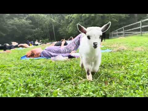 A great morning of goat yoga!