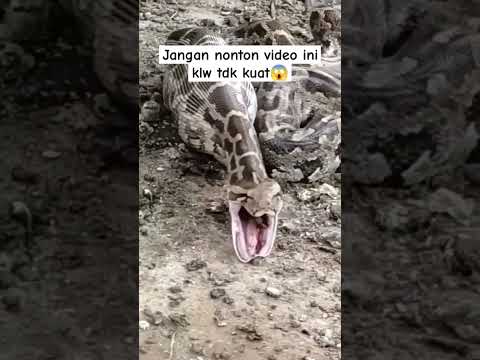 jangan nonton kalau tidak kuat_detik-detik.ular piton keluarkan sesuatu dri mulutnya 😱 #piton #ular