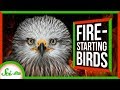 Fire-Starting Birds and Indigenous Knowledge