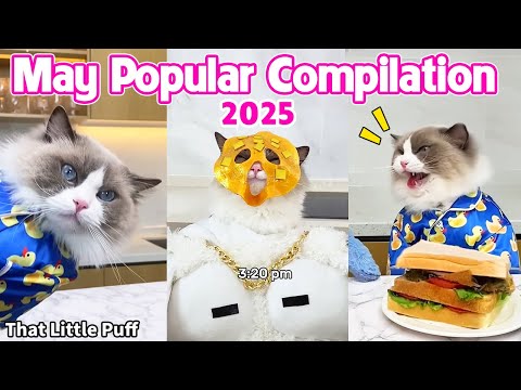 May Popular Compilation💥 | 2025 | That Little Puff