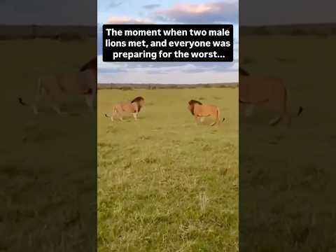Everyone braced for a battle… But this wasn’t a fight. It was a heartwarming reunion between #lion