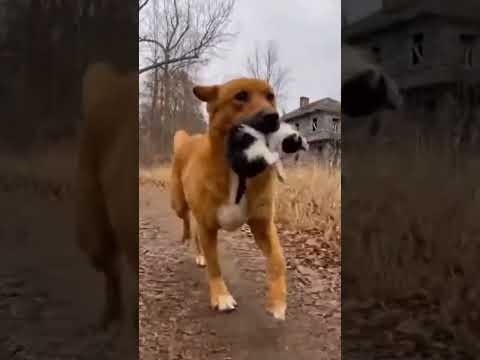 The wolf stole the kitten, and the dogs bravely saved it. 😺🐶 #kittenrescue#animalrescue #shorts