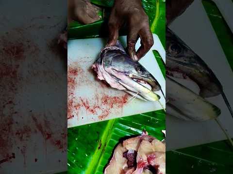 വാളയെ ശരിയാക്കിട്ടാ..#fish #fishing #fishingvideo #nature #natural #river #trending #trendingshorts