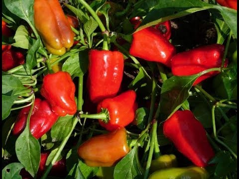 Посев перца в лучшую улитку без земли