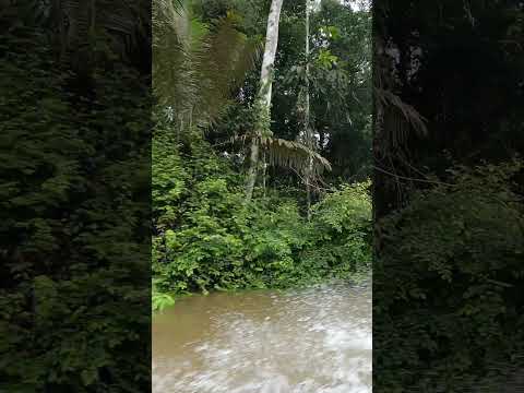 Cuyabeno river, Amazonia, Ecuador, August 2025 | #amazonjungle #amazonforest #cuyabeno #4k #60fps