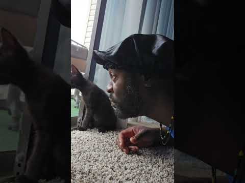 The cat looking like , can you believe this shhh๐ณ๐๐๐ #funny #comedy #shorts #youtubeshorts