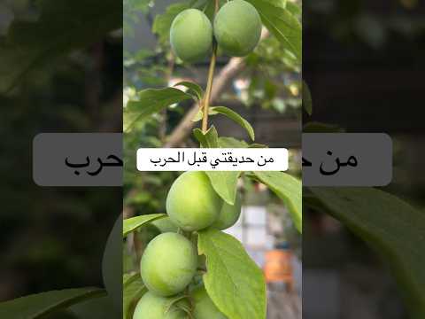 من حديقتي العام الماضي #gaza #غزة