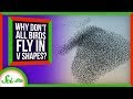 Bird Flocking Behavior and Theories