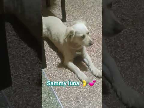 #puppy #onthisday #miradacanina #miradacanina