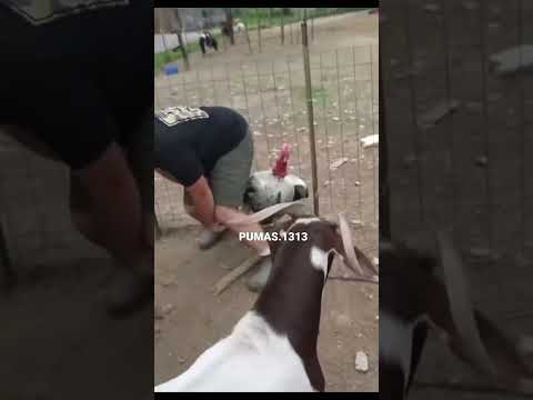 Valió riata garroti!! Ey