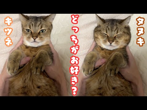 キツネ顔とタヌキ顔の猫の違いと魅力を解説 サムネイル