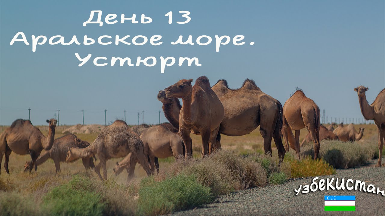 Узбекистан. 13 день. Аральское море, змеи, верблюды