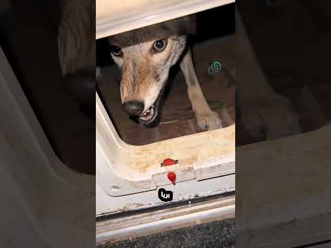 سمعوا صوت احد يطرق الباب في البرد وعندما فتحوا له !! #shorts