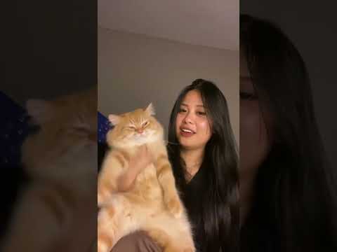kucing pasrah bgt 🤣 #shortvideo #kucinganggoralucudanimut #cat #kucingbelangtiga