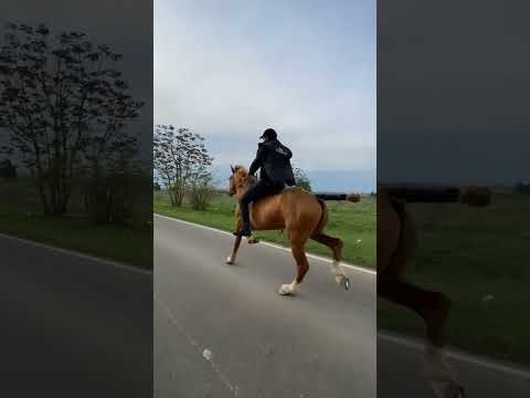esse cavalo corre demais