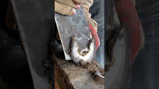 Trimming donkey hoofs is a great stress reliever!丨ASMR丨Donkey hoof cutting sound