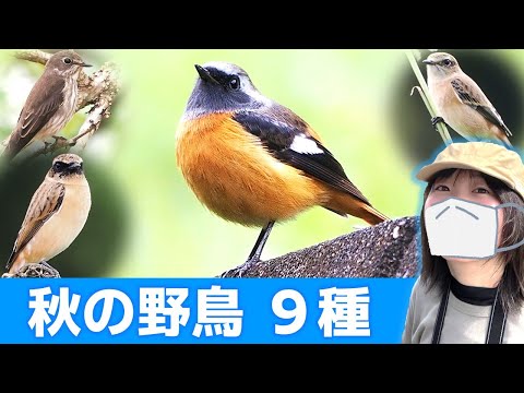 おかえりジョウビタキ！秋は鳥がいっぱい♪【野鳥撮影vlog】