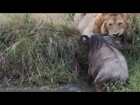 Male lion kills wildebeest while its still in the river