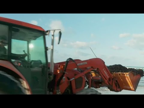 YouTube video thumbnail: How is Sargassum Being Removed From South Florida Beaches?