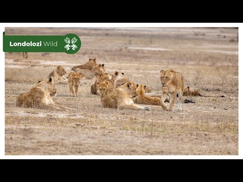 4K Wildlife Uninterrupted Magic | Kambula Pride Walking Through a Clearing