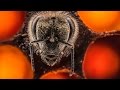 Understanding Bees and Their Challenges