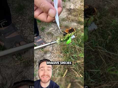 How Scientists Hunt Murder Hornets to Protect the Bees!