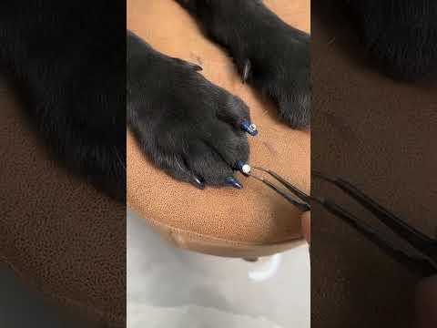 Chompa Made a Fake Gun For Raju 🤣😱#funny #shorts #funnyvideo