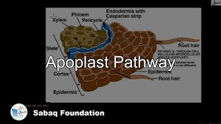 Apoplast Pathway