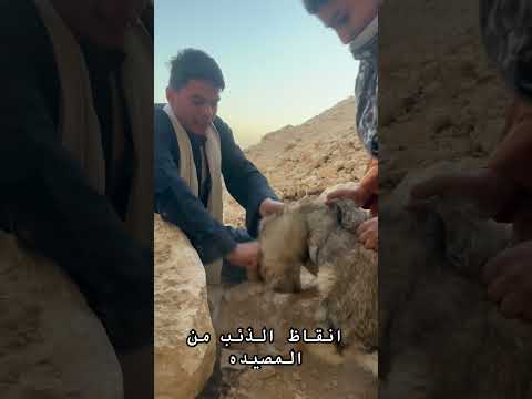 انقاظ الذئب من المصيده واطلاق سراحة