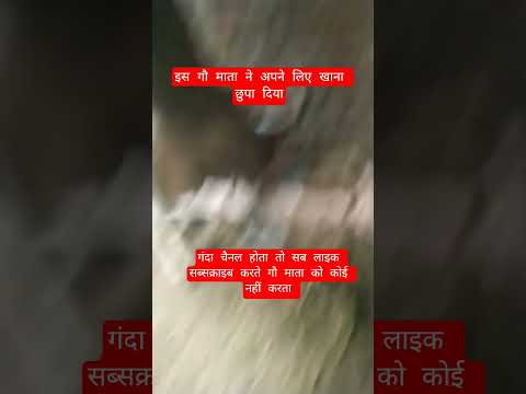 इस गौ माता ने अपने लिए खाना छुपा दिया #13million #cow #farming #100millon #gaumata #bull