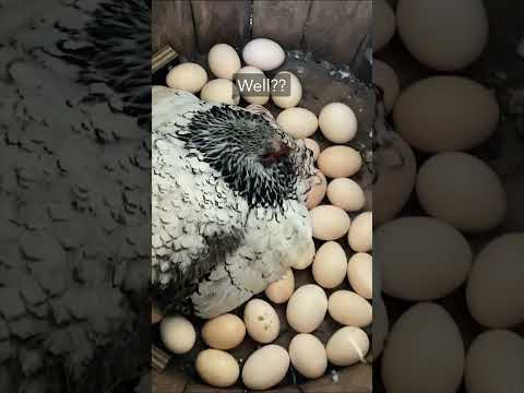 Can One Chicken Hatch 43 Eggs?