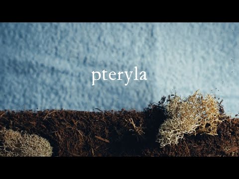 'Pteryla' by Novo Amor & @Lowswimmer . Film by Robert Pereña thumbnail