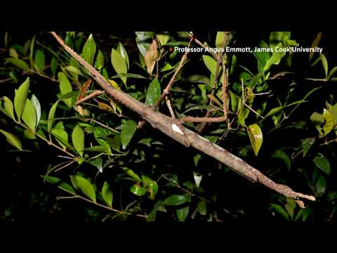 YouTube video thumbnail: Giant Stick Insect Discovered Could be Australia's Heaviest