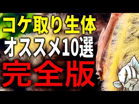 【完全版】コケ対策はこれで安心！オススメのコケ取り生体10選【熱帯魚 アクアリウム】