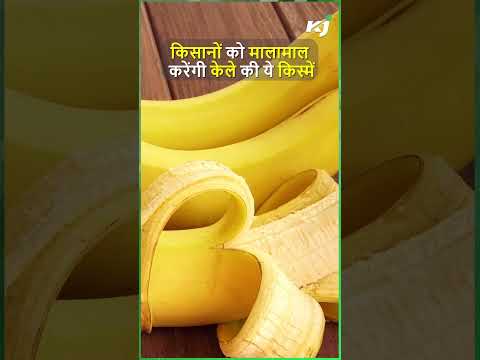 Banana Varieties | Farming | Golden Variety | किसानों को मालामाल करेंगी केले की ये किस्में