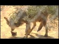 Southwest Wildlife Conservation Center Insights