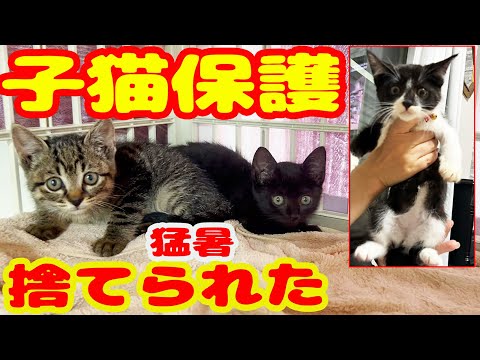 【子猫3匹保護】猛暑 捨て猫から家猫へ大逆転猫生 1週間の奇跡に涙・・・