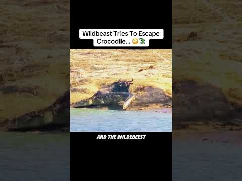 Crazy Wildbeast Tries To Escape Crocodile