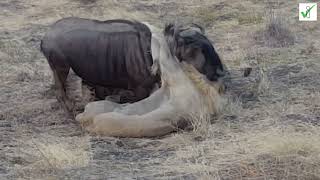 How do lions hunt and overcome their prey?
